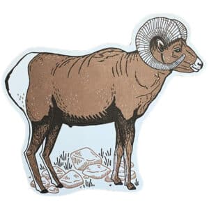 Noteworthy Paper and Press Bighorn Sheep Postcard Miscellaneous