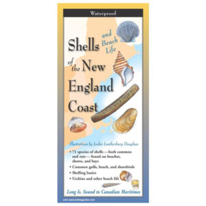 Earth Sky + Water Shells and Beach Life of the New England Coast Folding Guide (Closed)