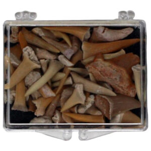 GeoCentral Fossil Shark Teeth Souvenir Box