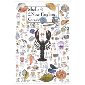 Earth Sky + Water Shells of the New England Coast Poster