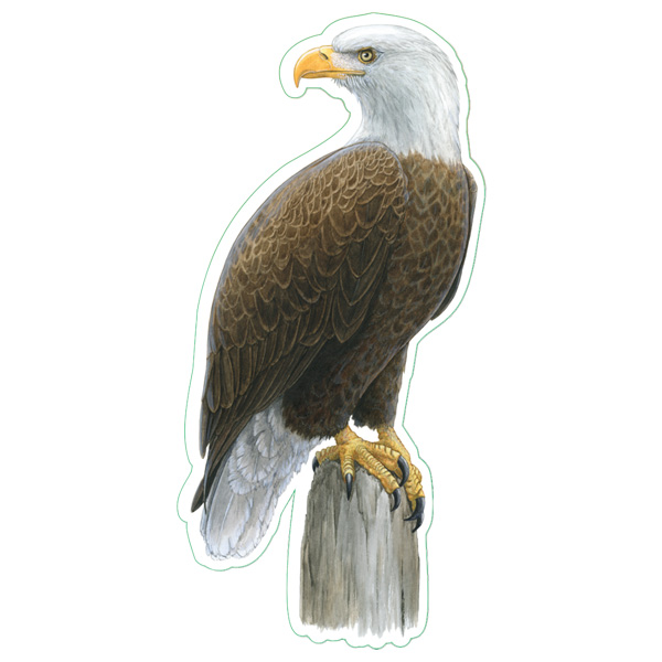 Earth Sky + Water Bald Eagle Nature Sticker 1 Earth Sky + Water Bald Eagle Nature Sticker