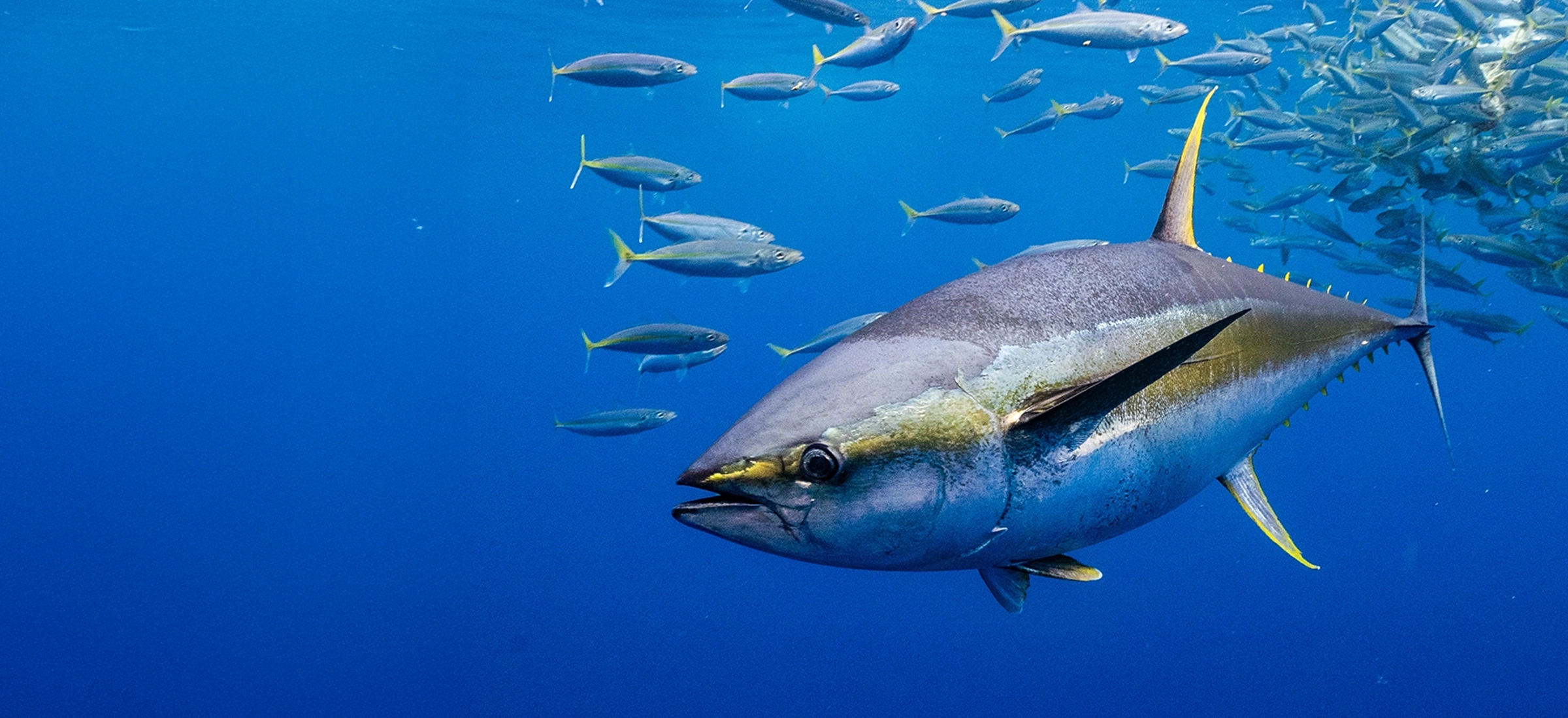 Huge Selection of Tuna Tackle